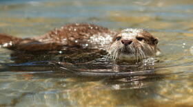 Splash the otter can find human remains under water. (Courtesy of Michael Hadsell)