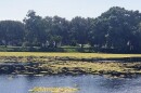 Water Lettuce bloom on lake 