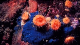 Orange cup corals are seen growing underwater on a rock covered with pink and purple moss-like growths.