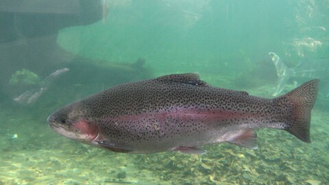 There are eight different kinds of Pacific salmon, but they all share a common ancestor.