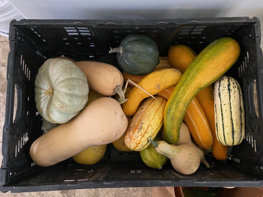 All photos of Matthew Trumm’s food forest by Jennifer Jewell, all rights reserved