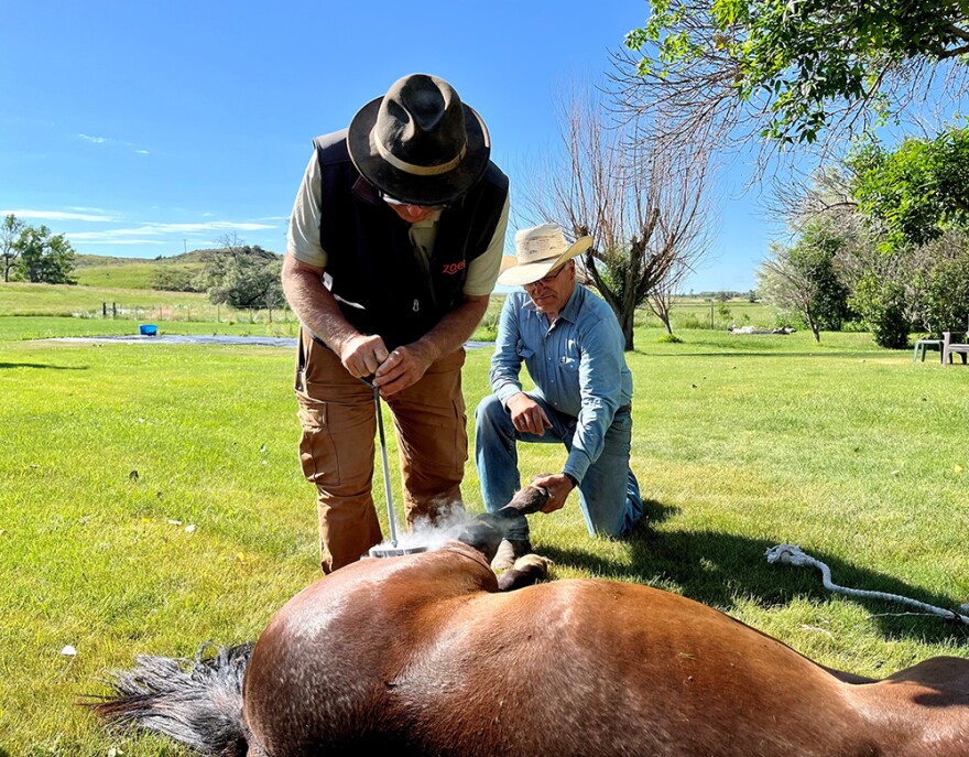 Forsyth rancher Lynn Ashley holds one of his colts while veterinarian Dick Cunningham brands him