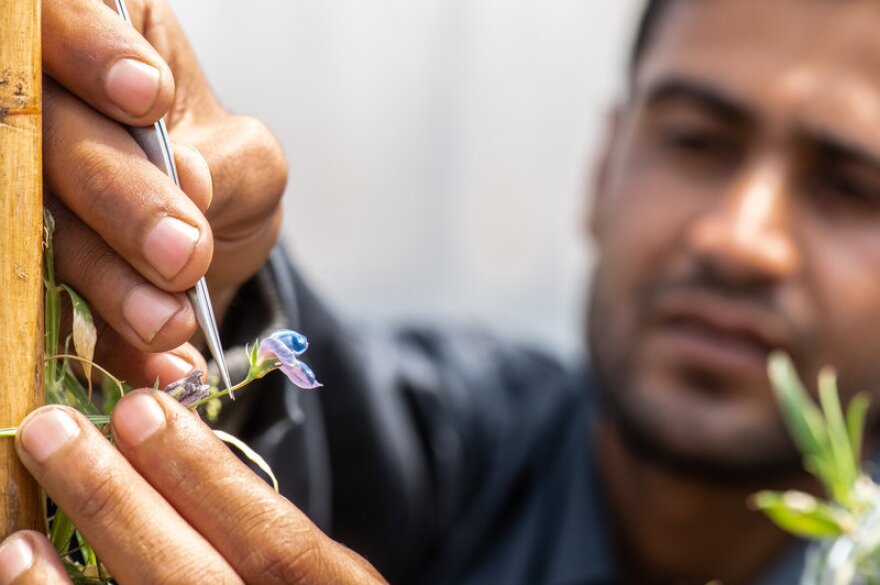 researcher working with plants 