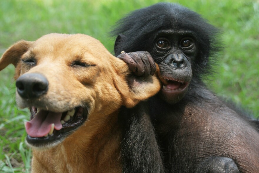 A dog and a bonobo.