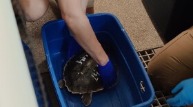 Rehabilitation for a cold-stunned sea turtle can take anywhere from a couple of weeks to several months, and then they are released back into the ocean.