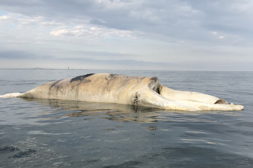 Dead North Atlantic Right whale off the coast of Long Island, New York. 