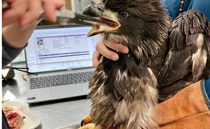 Volunteers feed a baby bird at the Audubon Center for Birds of Prey.