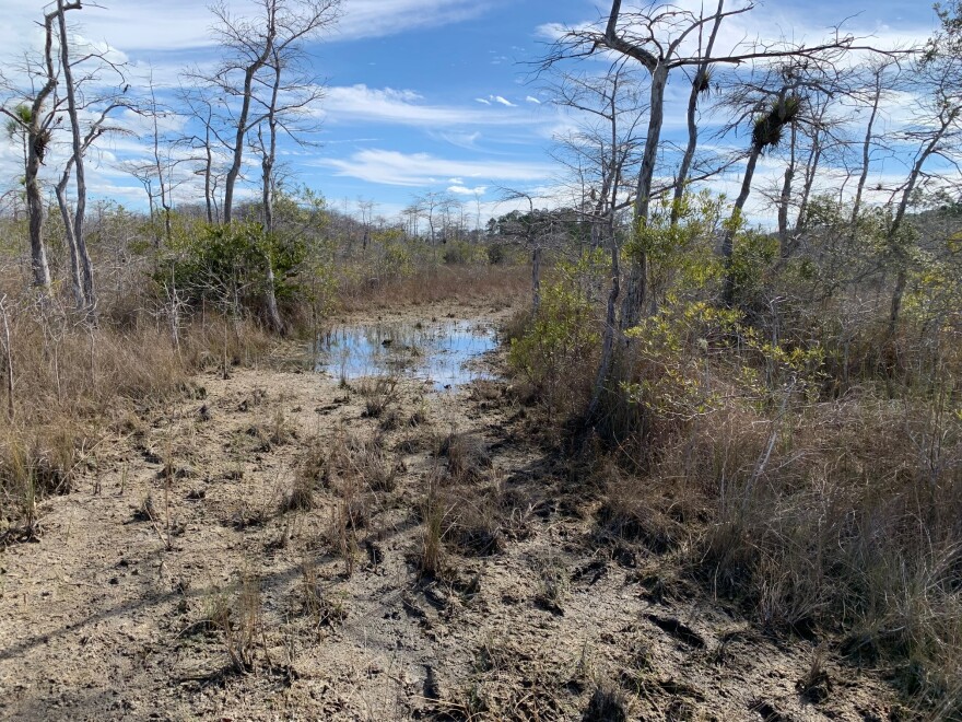 Four years after 30-ton thumper trucks searched for oil in the Big Cypress Preserve, grasses are started to return but ruts are still visible. Heavy rain at the time caused some of the trucks to sink and get stuck.
