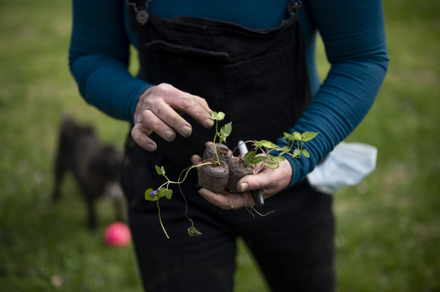 O'Brien holds her pea shoots, which she began growing at the beginning of March. She has grown ornamental plants before, but never food. 