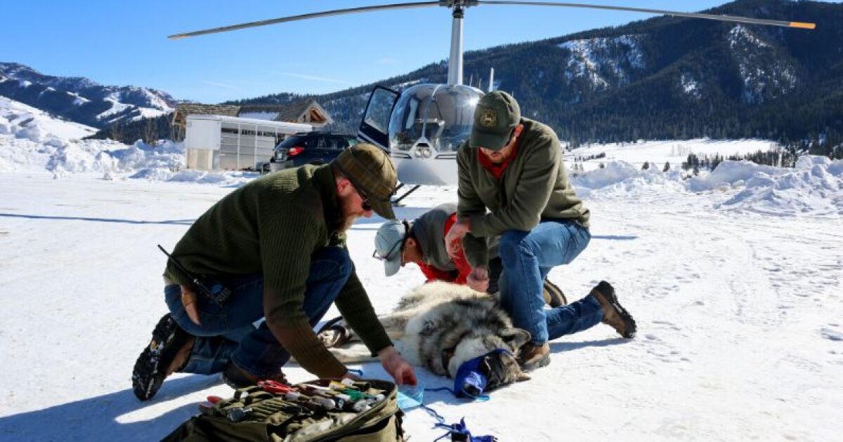 Wyoming’s wolves hit lowest population since 2005