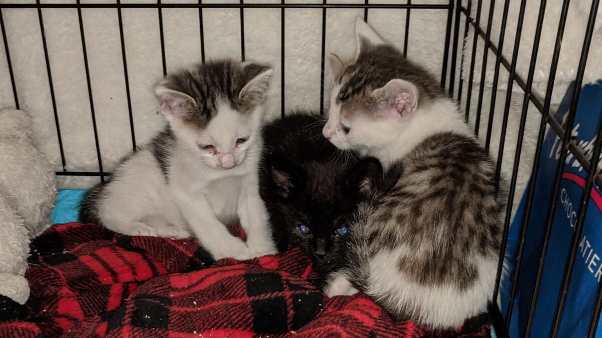 Tallahassee's long running feline fundraiser changes venues - Vimarsana News