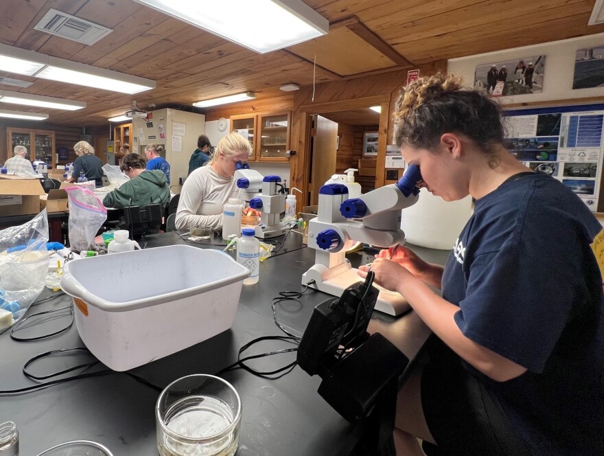 The survey team conduct lab work, including looking through microscopes