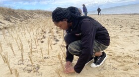 Jasmine McNish, 13, took an early ferry to the Vineyard with her mom to help plant beach grass on Lobsterville Road in Aquinnah.