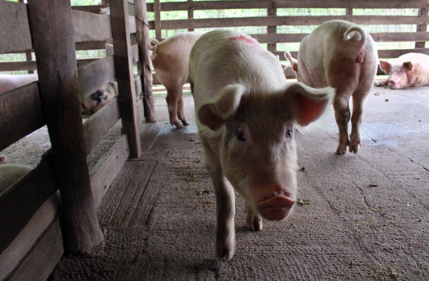 Many farmers that raise hogs - like this one at the Central Hog Market in Osage, Mo. - feel animal rights groups are bringing undue scrutiny on the industry. (Jessica Naudziunas/Harvest Public Media)