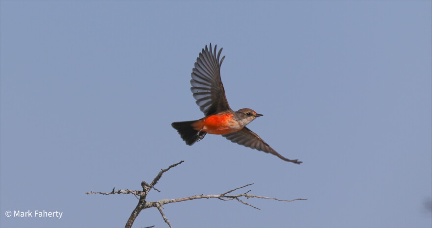 The famous Vermilion Flycatcher