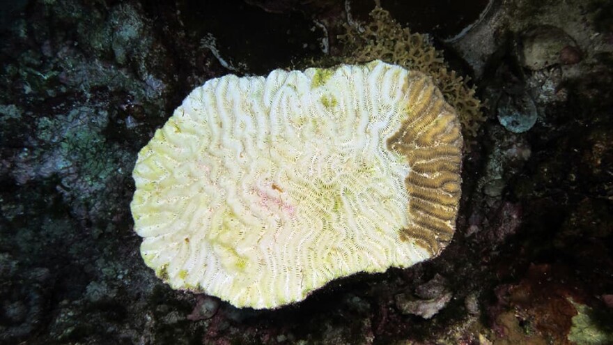 Flower Garden Banks National Marine Sanctuary is investigating a disease that causes foundational species like this brain coral to suffer tissue loss, often resulting in the death of the entire colony.