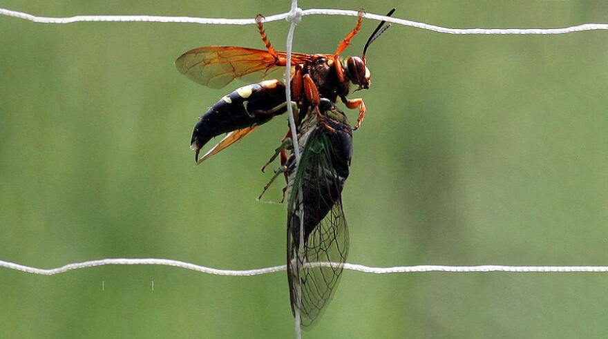 Eastern cicada killer wasp with a cicada