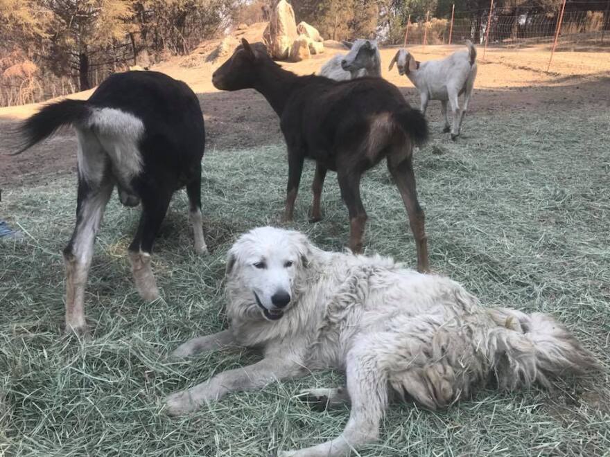 Odin, Roland Hendel's dog, protected his goats during the wildfire that destroyed Hendel's home.