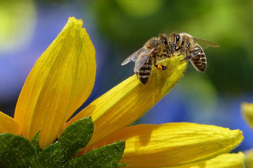  Two bees resting on a flower 