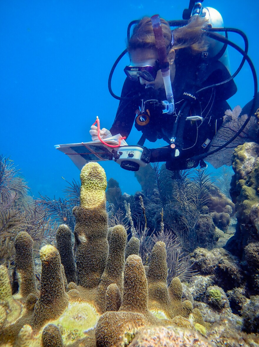 Divers monitored the effects of coral bleaching and stony coral tissue loss disease on pillar coral, ultimately finding they are 'functionally extinct' in Florida.