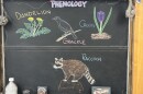 Chalk illustrations show a raccoon, crocus flower, grackle, and dandelion.