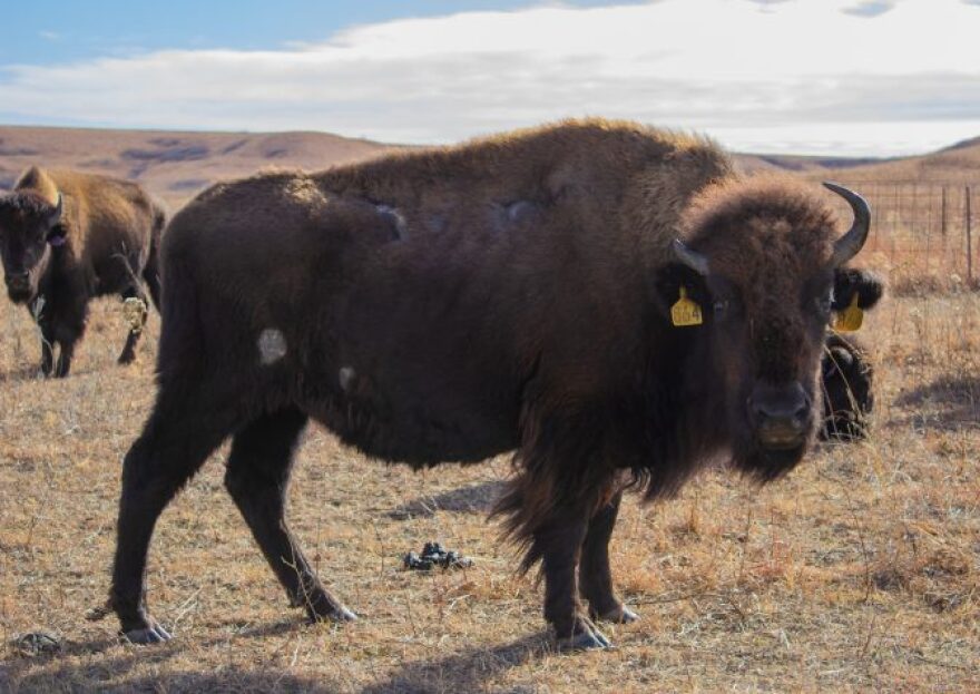 A bison stands in the grass at the Konza Prairie. Like grasshoppers, bison have also been impacted by nutrient dilution.