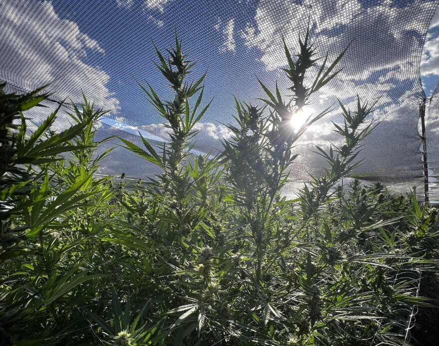 Cannabis producers, like High Maintenance in Socorro, along with testing labs and wholesalers, say they have lost money during the transition to a new tracking system implemented by the state. In a legal challenge to the new system, a District Court Judge issued a continuance Monday, to see how the system performs with retailers, who started using it Tuesday morning.