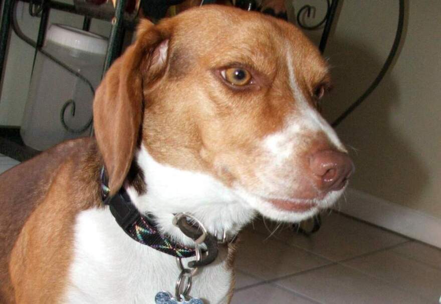 Cheddar the beagle. (Courtesy of Joshua Cousin)