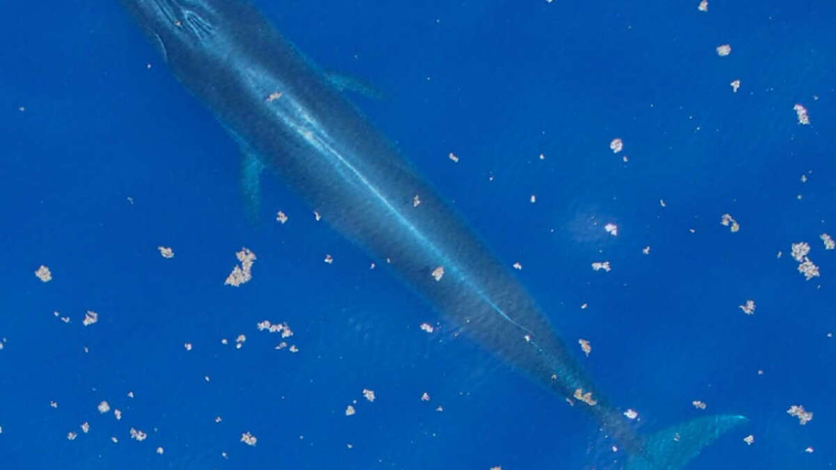 Denial of Gulf protections could lead to the extinction of Rice's whales - Vimarsana News