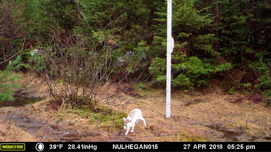 A white hare hops past a snow stake on a forest floor that's brown and devoid of snow. In the backdrop are conifers.