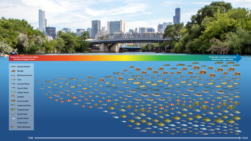 In the Chicago and Calumet rivers and related canals, contaminants such as ammonia decreased. A wide variety of fish came back or became more abundant in sampling. “Super exciting,” Shedd Aquarium’s Austin Happel said. These rebounding species weren’t invasive ones, he added: “That change occurred in native species. Species that should be here.”