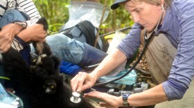 Dr. Sharon Deem examines a lemur while working in Madagascar.