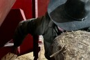 Rancher Lamont Herman checks on repairs he and his son made to a vintage grain grinder
