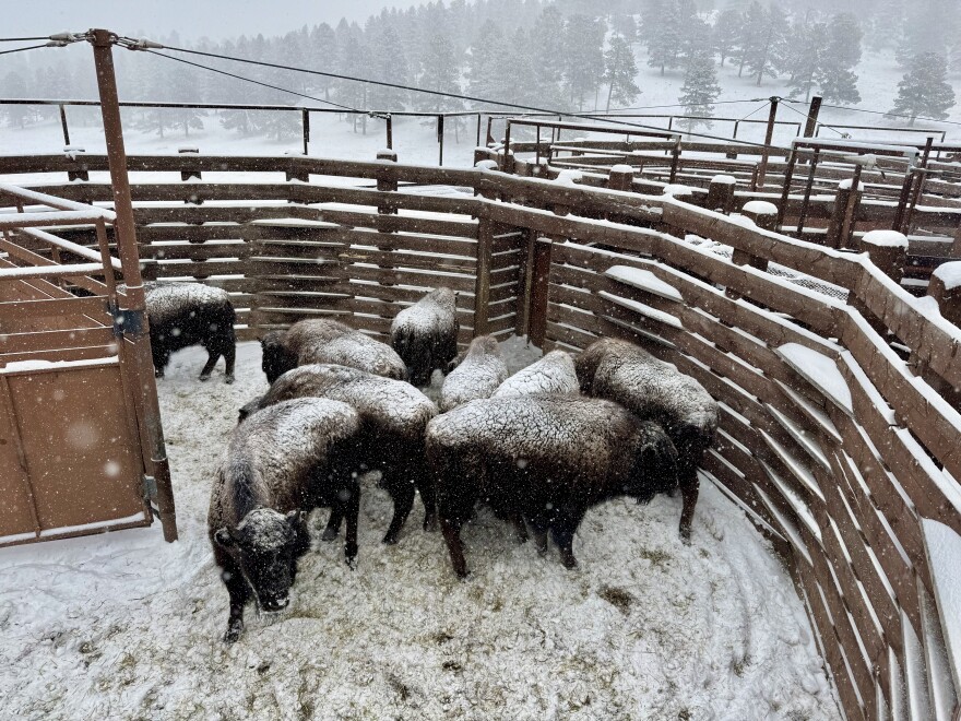 Bison with snow on their backs stand in a snowy pen.