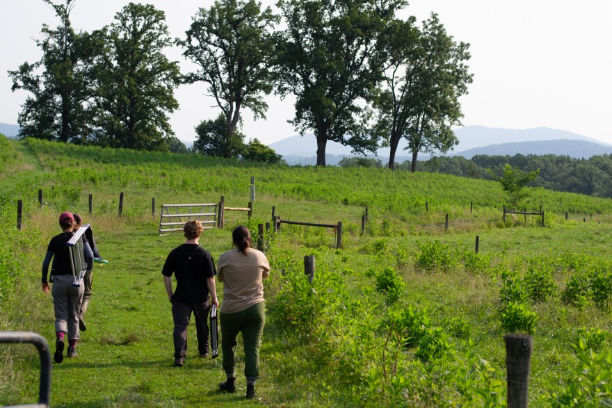 The Smithsonian team carries ladders through the field to check nest boxes. The ones on this farm are installed on tall posts so they're not disturbed by grazing livestock.