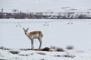An antelope stands broadside in the snow and looks at the camera. A dead antelope is at their feet.