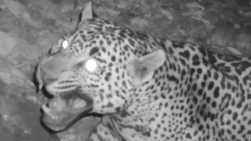 A hobbyist wildlife videographer who posts trail camera footage online captured the image of a roaming jaguar in December in the Huachuca Mountains near Tucson. The Arizona Game and Fish Department has confirmed this is a new jaguar in the United States.