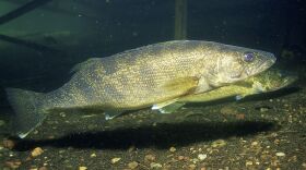 Walleye are invasive species in western Montana.