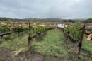 A destroyed vineyard.
