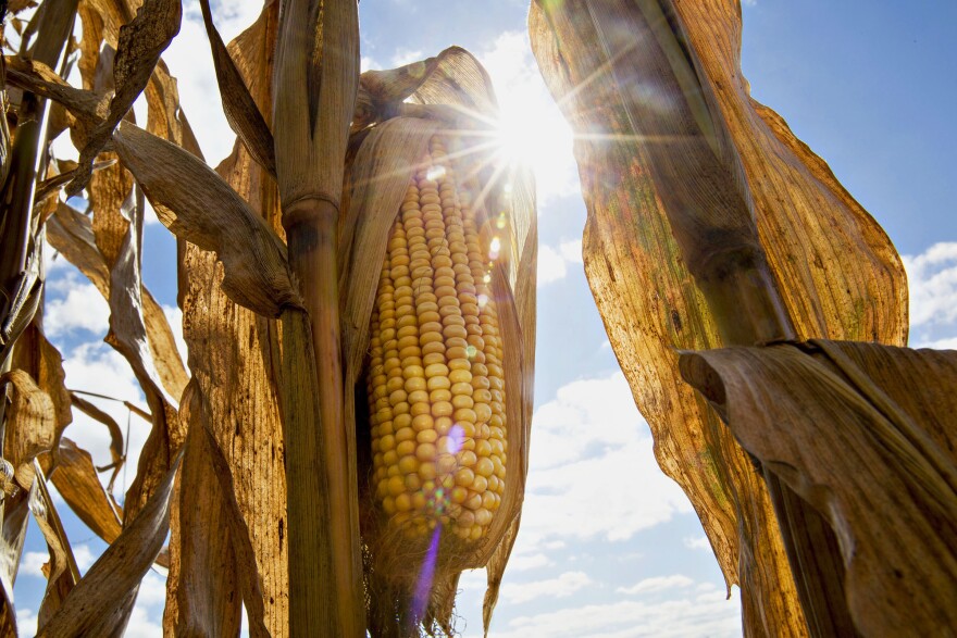 During the day on Aug. 21, large swaths of farmland will be plunged into darkness, and temperatures will drop about 10 degrees. Scientists are waiting to see how crops and animals  react.