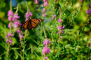 Close-up of a monarch butterfly, orange with black striping, on pink flowers.
