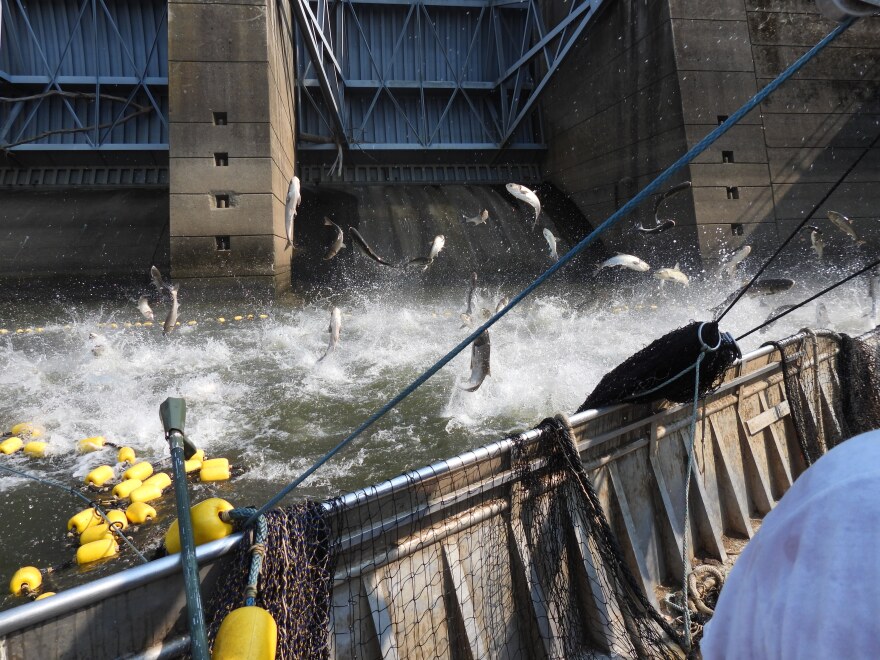 Asian carp jumping as Robbins and his crew tighten a seine net