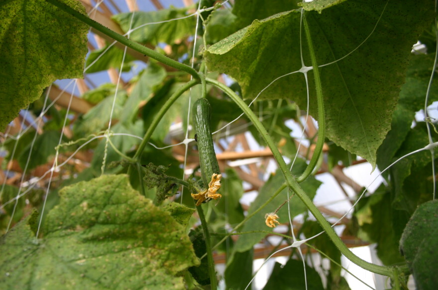 A hydroponic cucumber ready for harvest inside Central State's aquaponics facility 