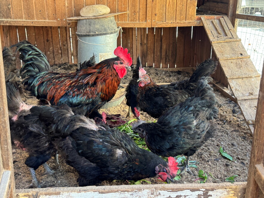 Ventura County's sentinel chicken flock help track West Nile Virus