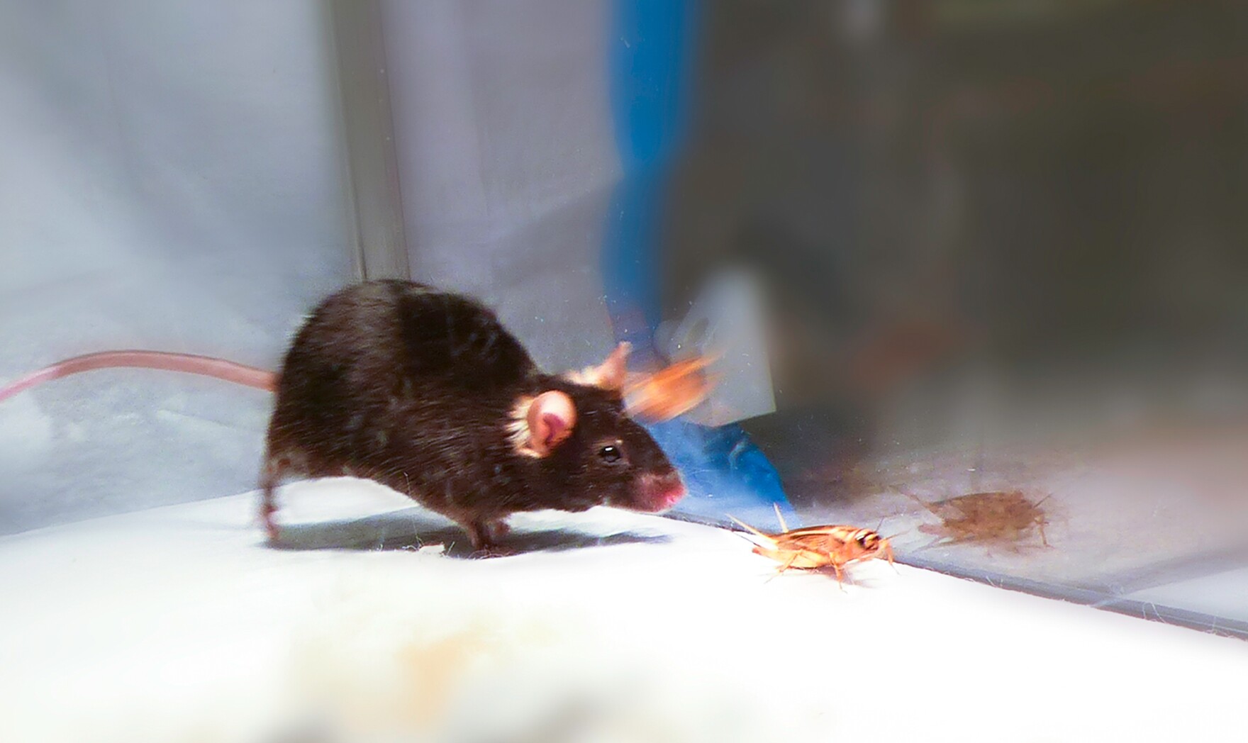 Flipping A Switch In The Brain Turns Lab Rodents Into Killer Mice | 90. ...