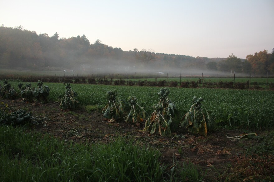 brussel sprouts