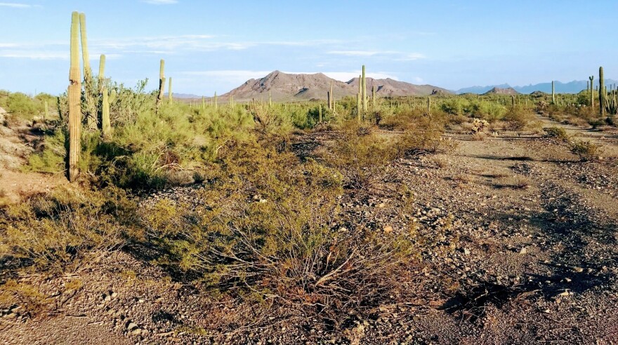 The desert above the U.S.-Mexico border can be deadly for people coming across who are trying to evade authorities. No More Deaths volunteers leave food, water and other supplies for migrants in the area.