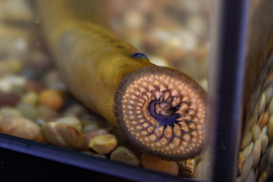 A sea lamprey in an aquarium at the Great Lakes Fishery Commission.