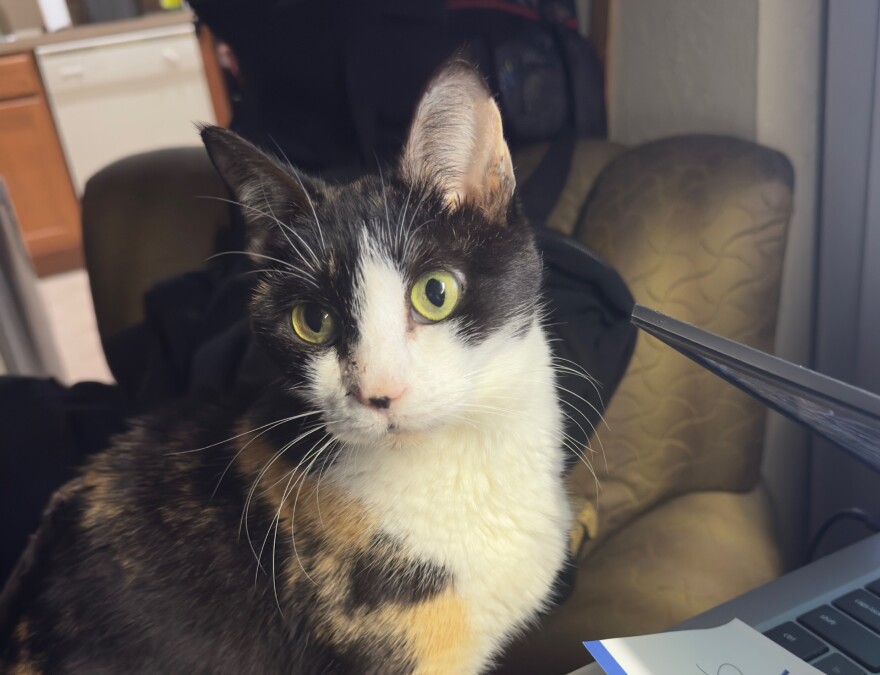 Give your pet the gift of safety at Lee County Domestic Services during the month of December and take advantage of free microchipping. No appointments are necessary.