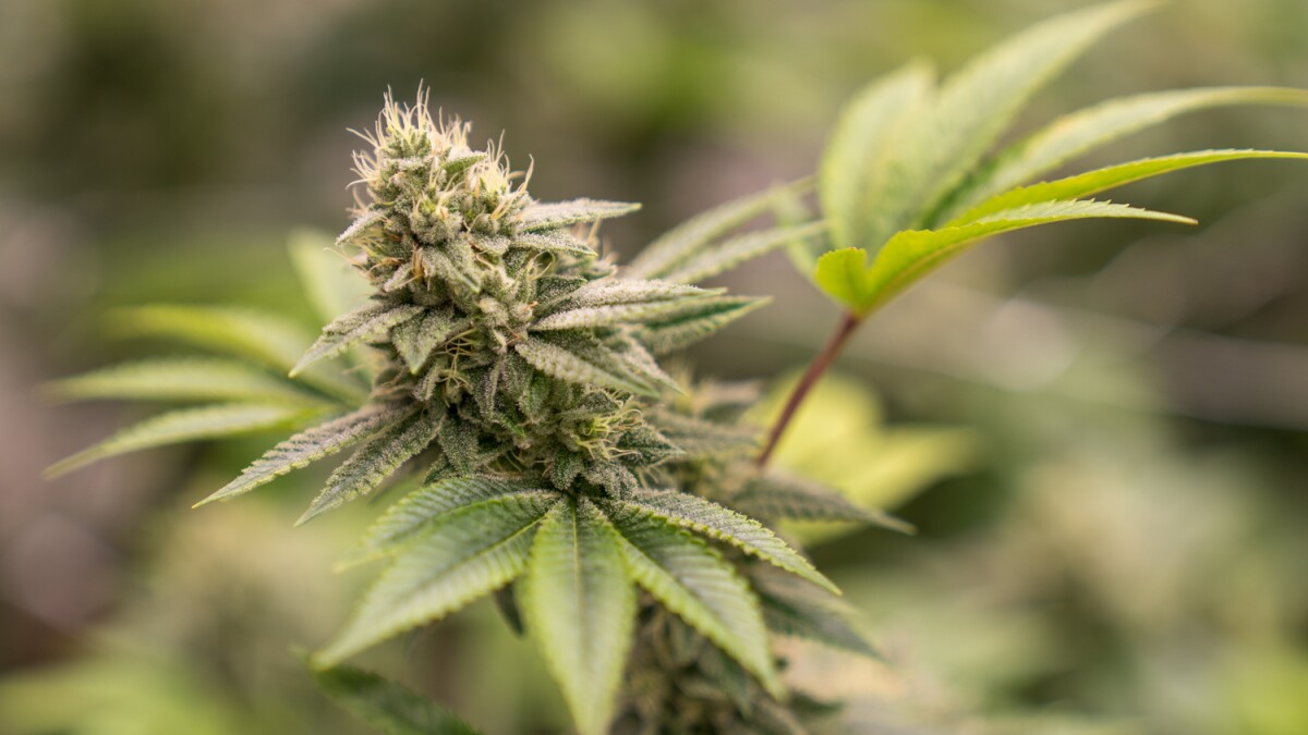 11 Things To Know About Legal Recreational Marijuana In Illinois | STLPR 11 Things To Know About Legal Recreational Marijuana In Illinois | STLPR